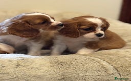 Cavalier King Charles Spaniel dogs for sale: Cavalier kcs health tested parents licensed  - Image 5
