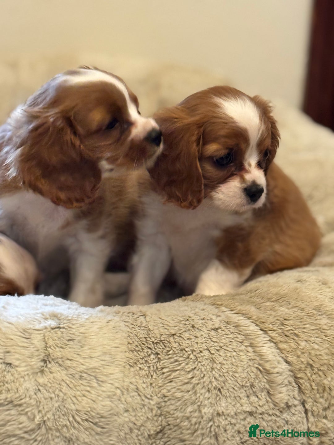 Cavalier King Charles Spaniel dogs for sale: Cavalier kcs health tested parents licensed  - Image 5