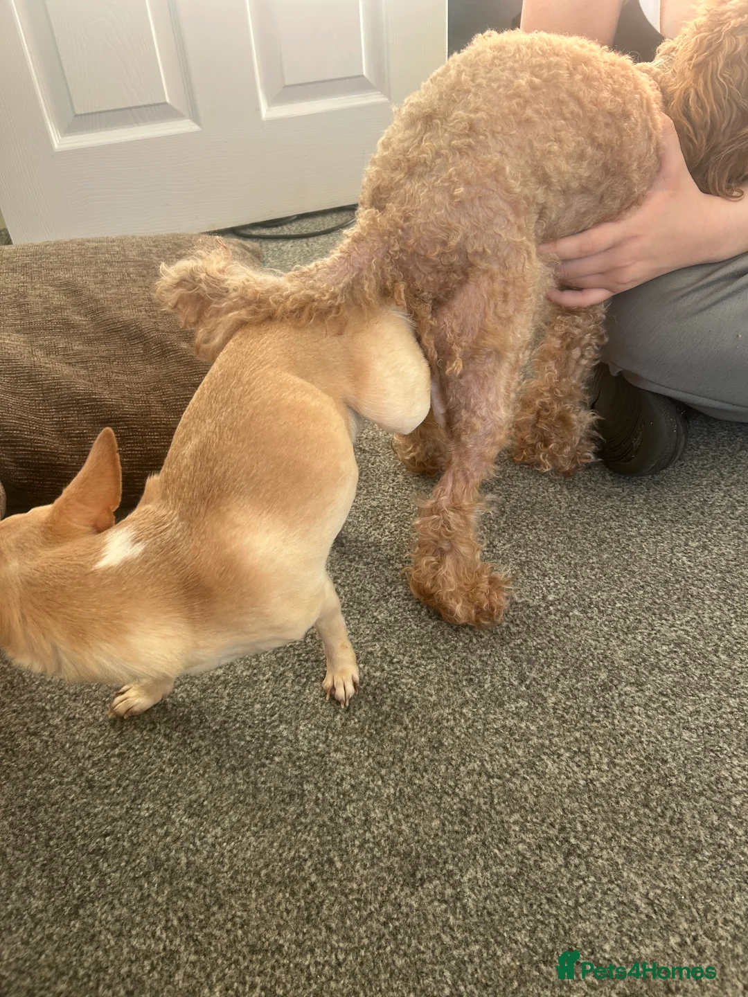 Chihuahua dogs for stud: *STUD NOT SALE* in Burnham-on-Crouch - Advert 17