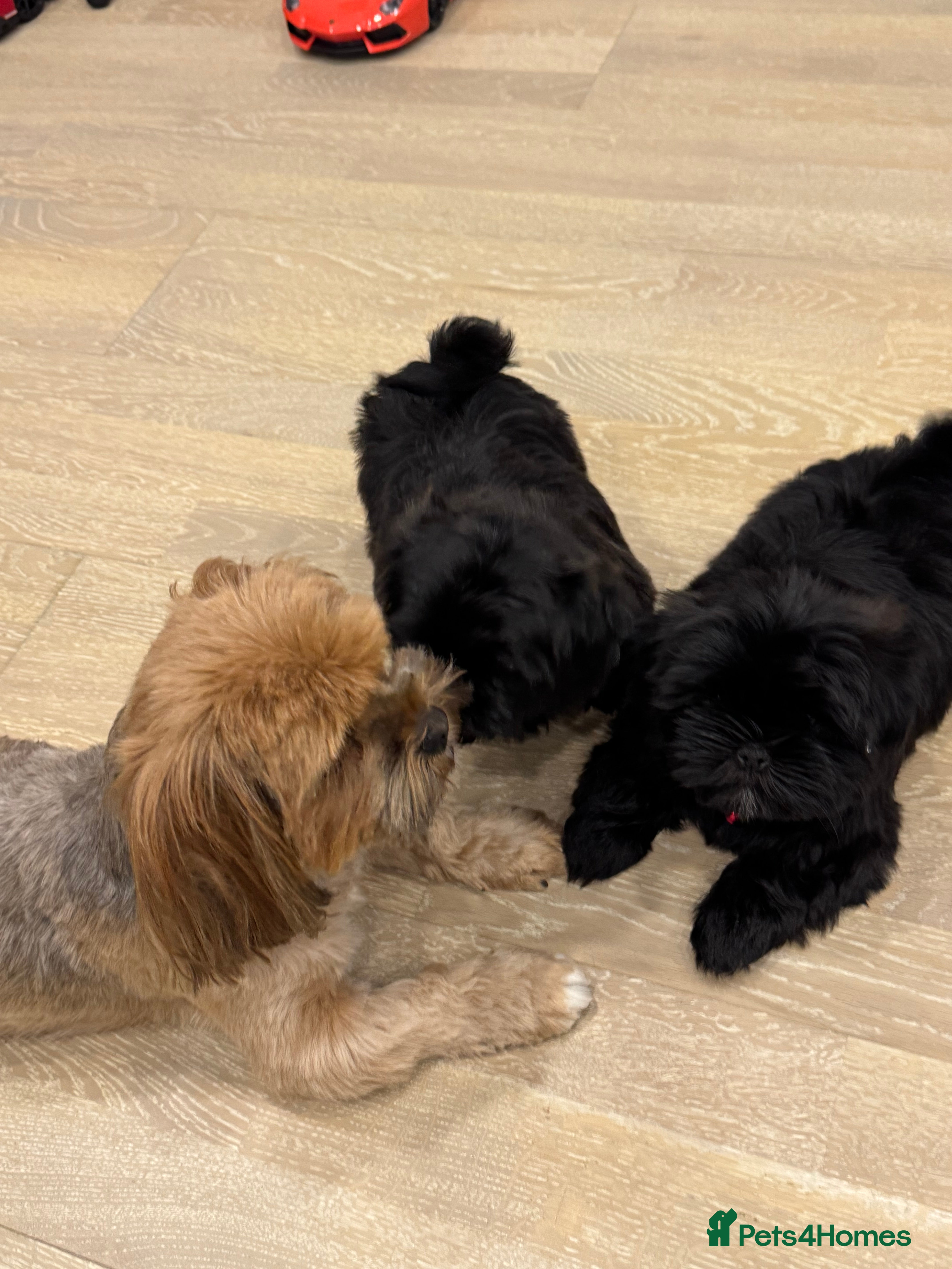 Shih Tzu dogs ✨ Exceptional Shih Tzu Puppies – Available✨ - Advert 13