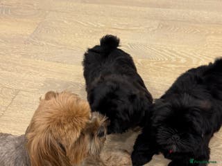 Shih Tzu dogs ✨ Exceptional Shih Tzu Puppies – Available✨ - Advert 3
