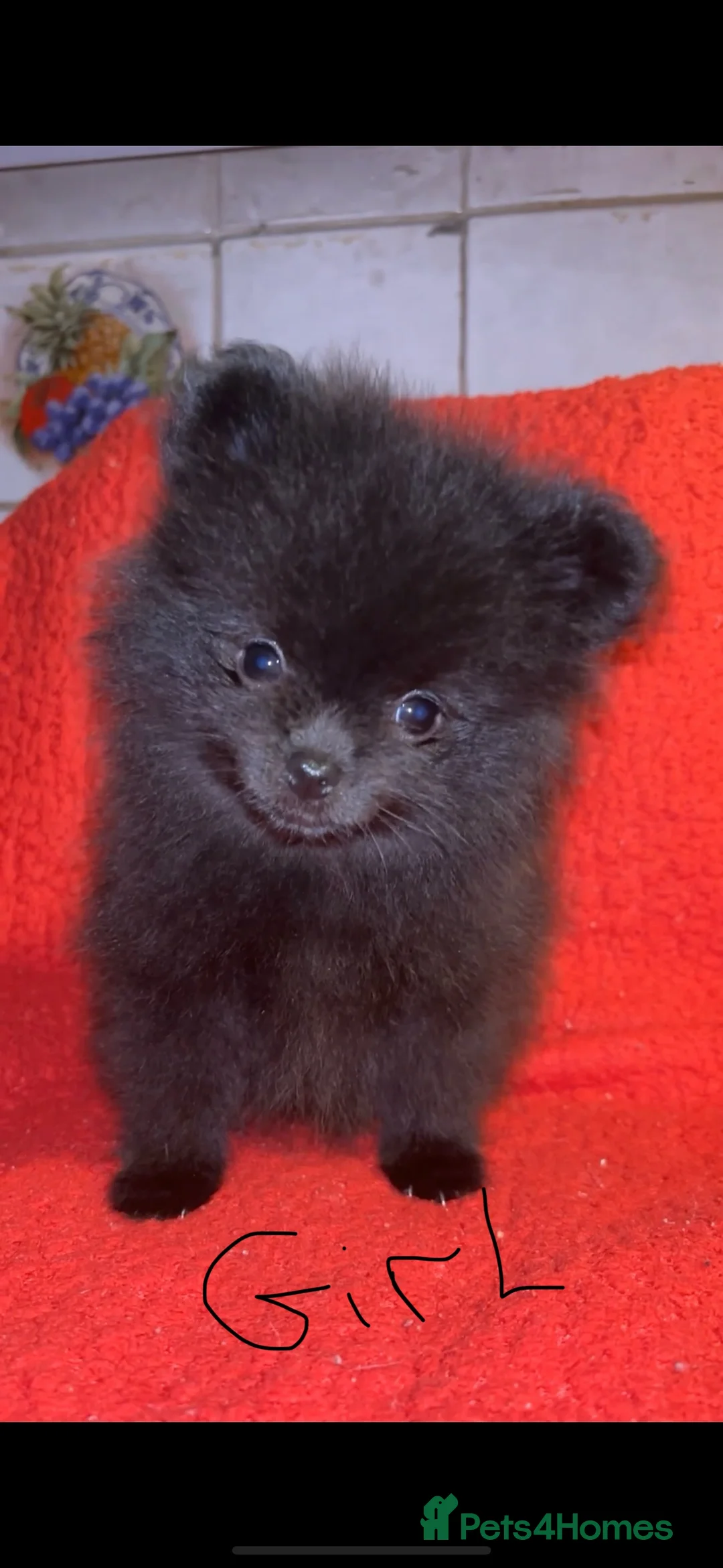 Pomeranian dogs for stud: Beautiful blue eyed Alaskan merle Pomeranian stud in Swansea - Advert 7