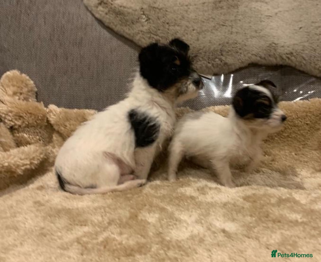 Mixed Breed dogs for sale: Here I Have Too Beautiful jack Russell boys - Advert 2