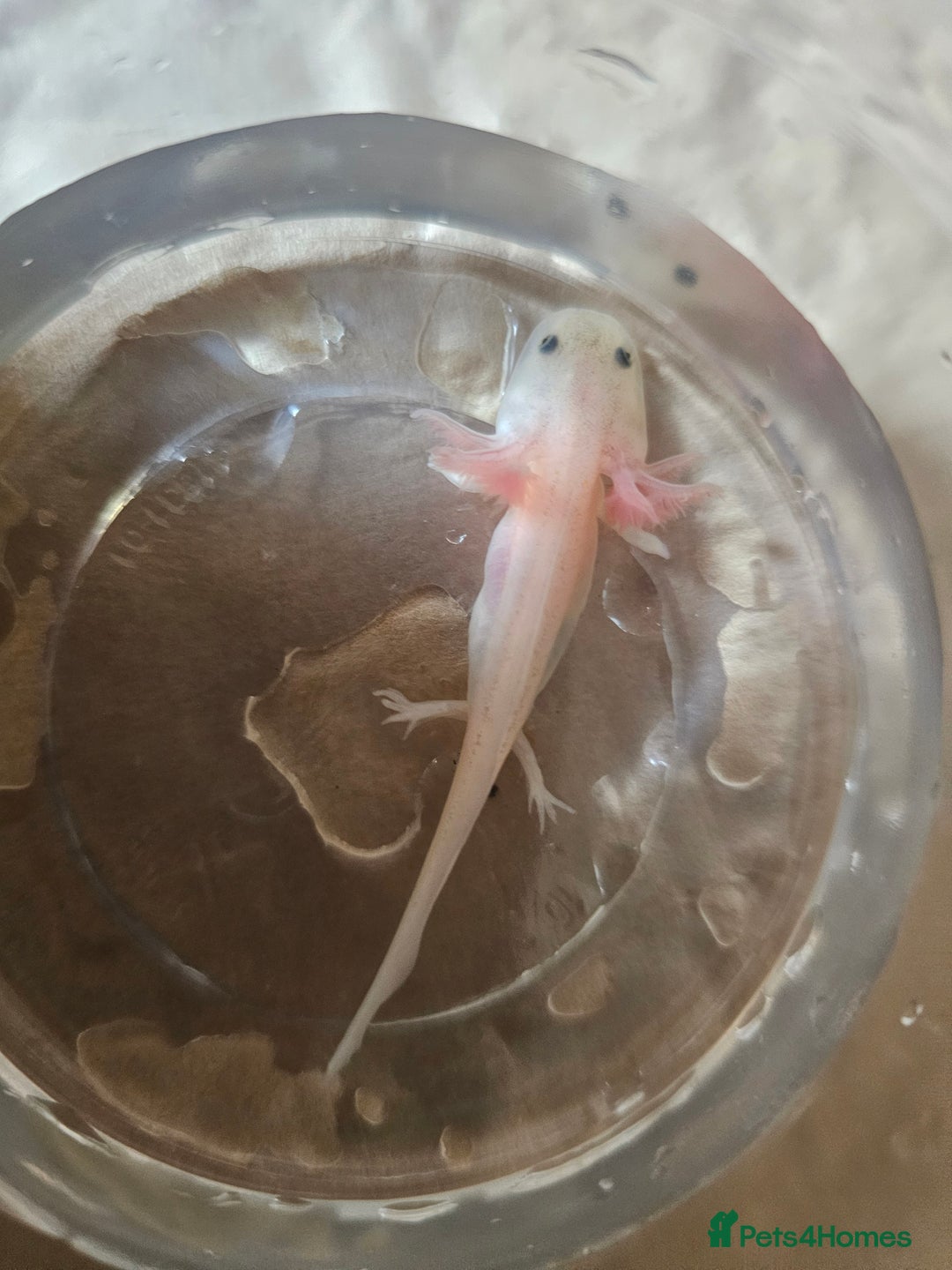Axolotl reptiles for sale: Axolotls - Leucistics & Albinos - Image 4