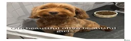 Cavapoo dogs for sale: Luxury small cavapoo - Advert 3