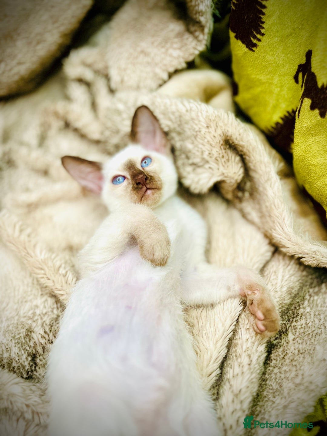 Siamese cats for sale: Stunning Siamese Kittens - Champion Bloodlines - Advert 6