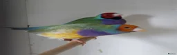 Finches birds for sale: Foreign finches available  - Advert 8