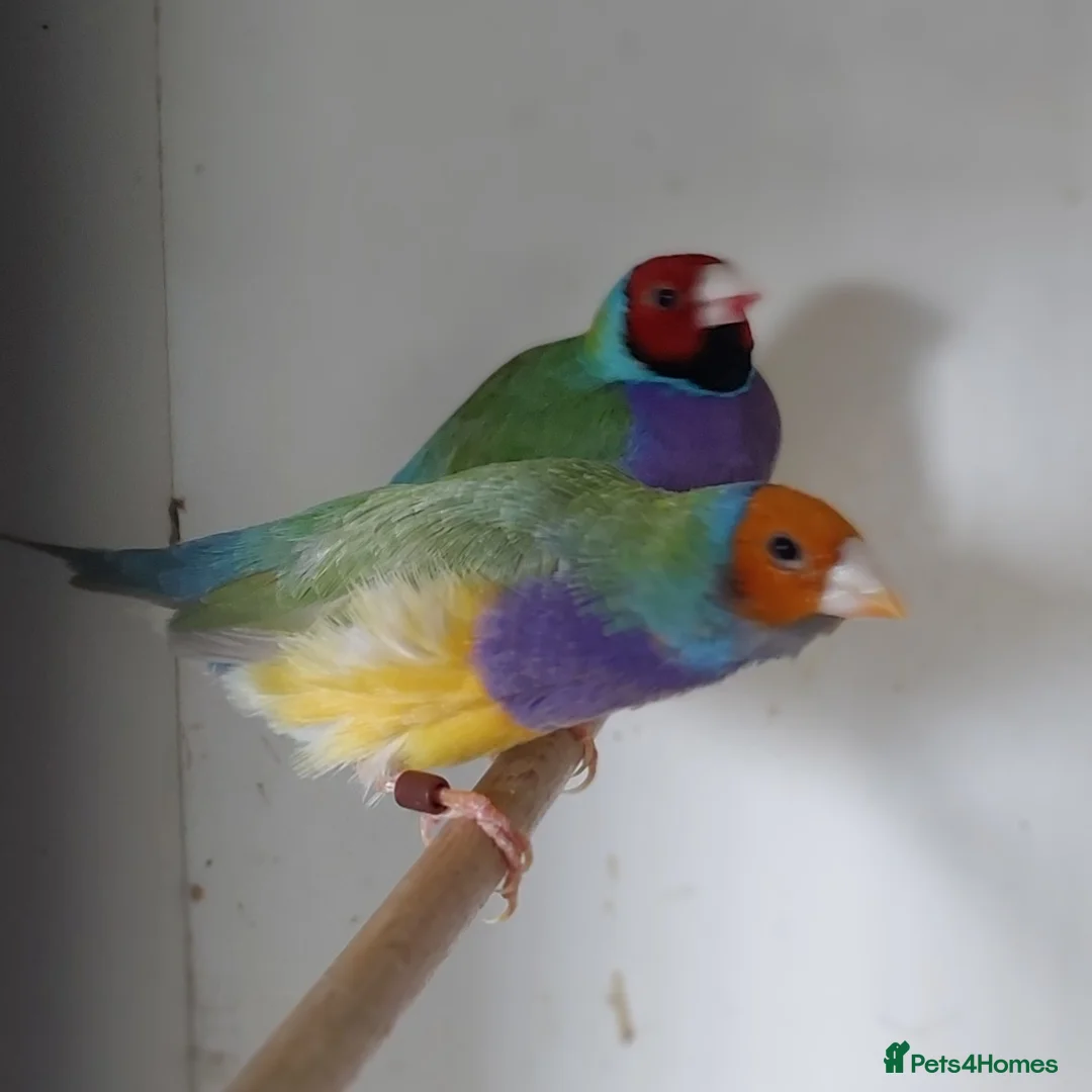 Finches birds for sale: Foreign finches available  - Advert 8