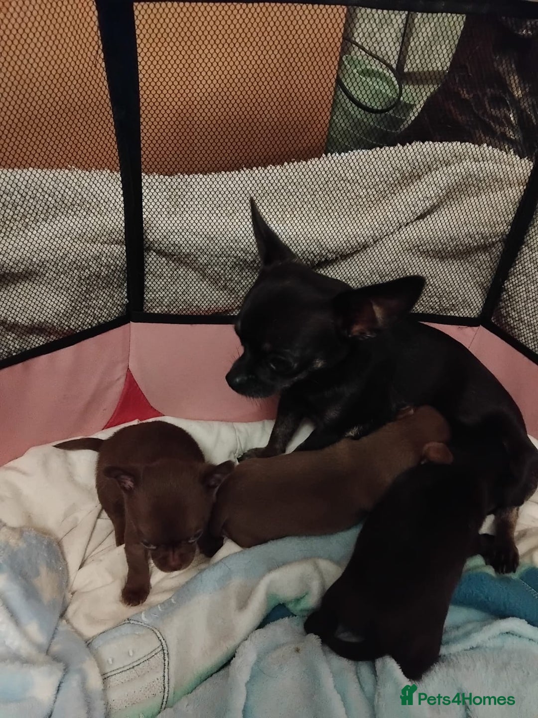 Chihuahua dogs for sale: Outstanding Chihuahua Puppies - Very small - Image 7