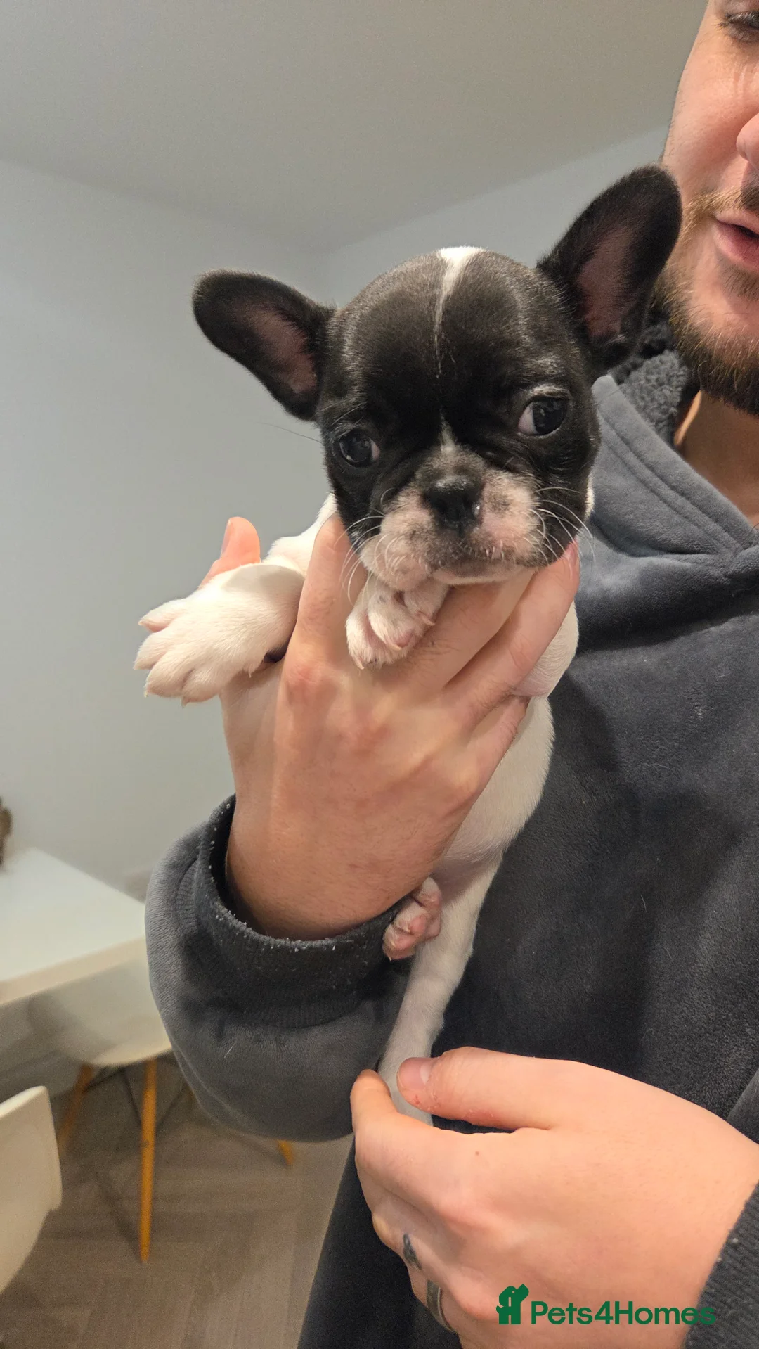 French Bulldog dogs for sale: French bulldog puppies 4 puppies still available  - Advert 6