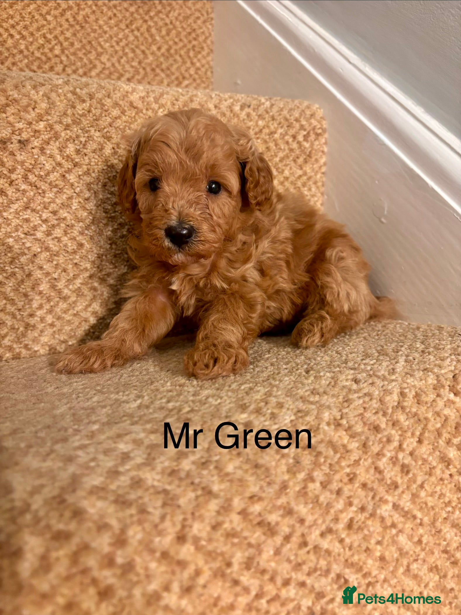 Cavapoo dogs X5 Beautiful F1b Cavapoo puppies remaining  - Advert 2