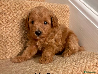 Cavapoo dogs X5 Beautiful F1b Cavapoo puppies remaining - Advert 1