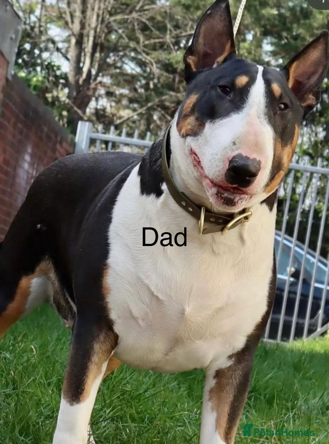English Bull Terrier dogs for sale: 7 Month English Bullterrier Female puppy - Advert 9