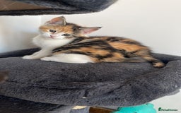 Maine Coon cats for sale: 😽 Cuddly Maine coon kittens 😽 in Preston - Image 23