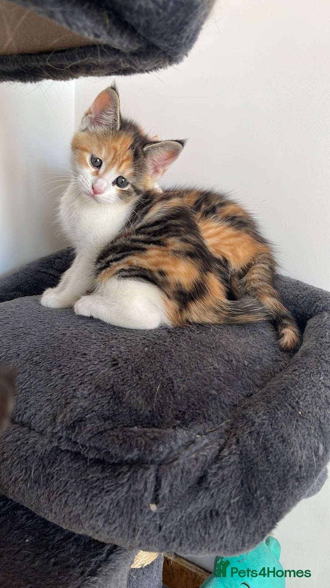 Maine Coon cats for sale: 😽 Cuddly Maine coon kittens 😽 in Preston - Image 23