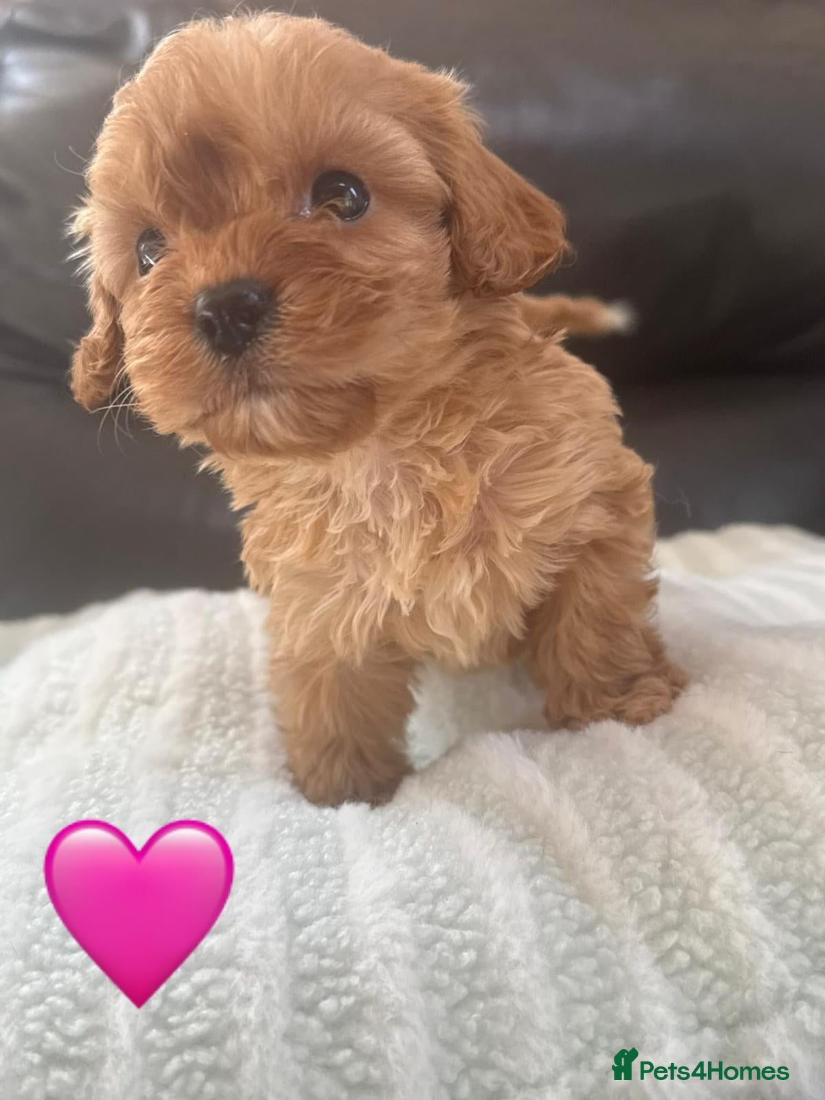 Maltipoo dogs ❤️ The absolute best of both worlds ❤️  - Advert 2