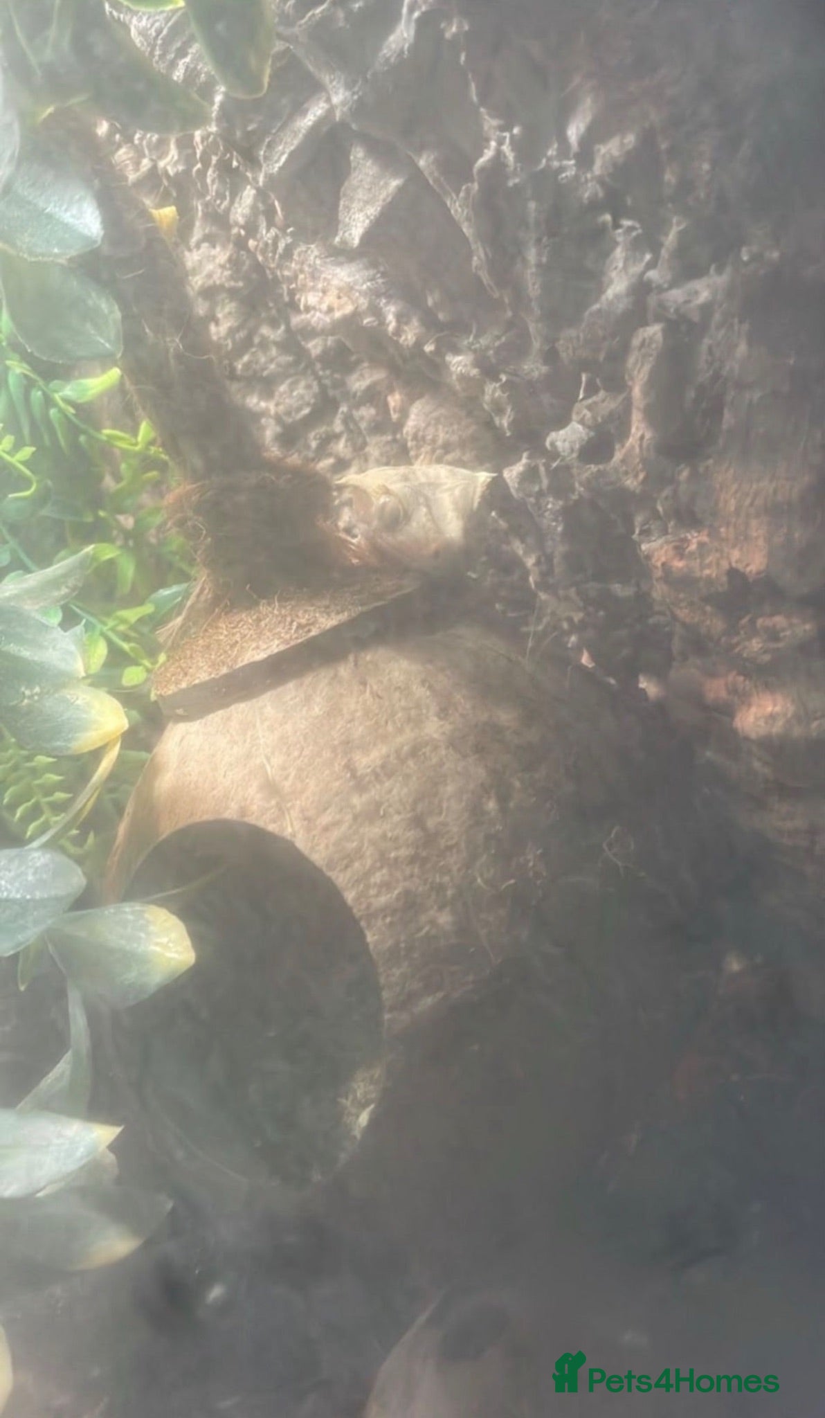 Gecko reptiles Gorgeous tame crested gecko  - Advert 10