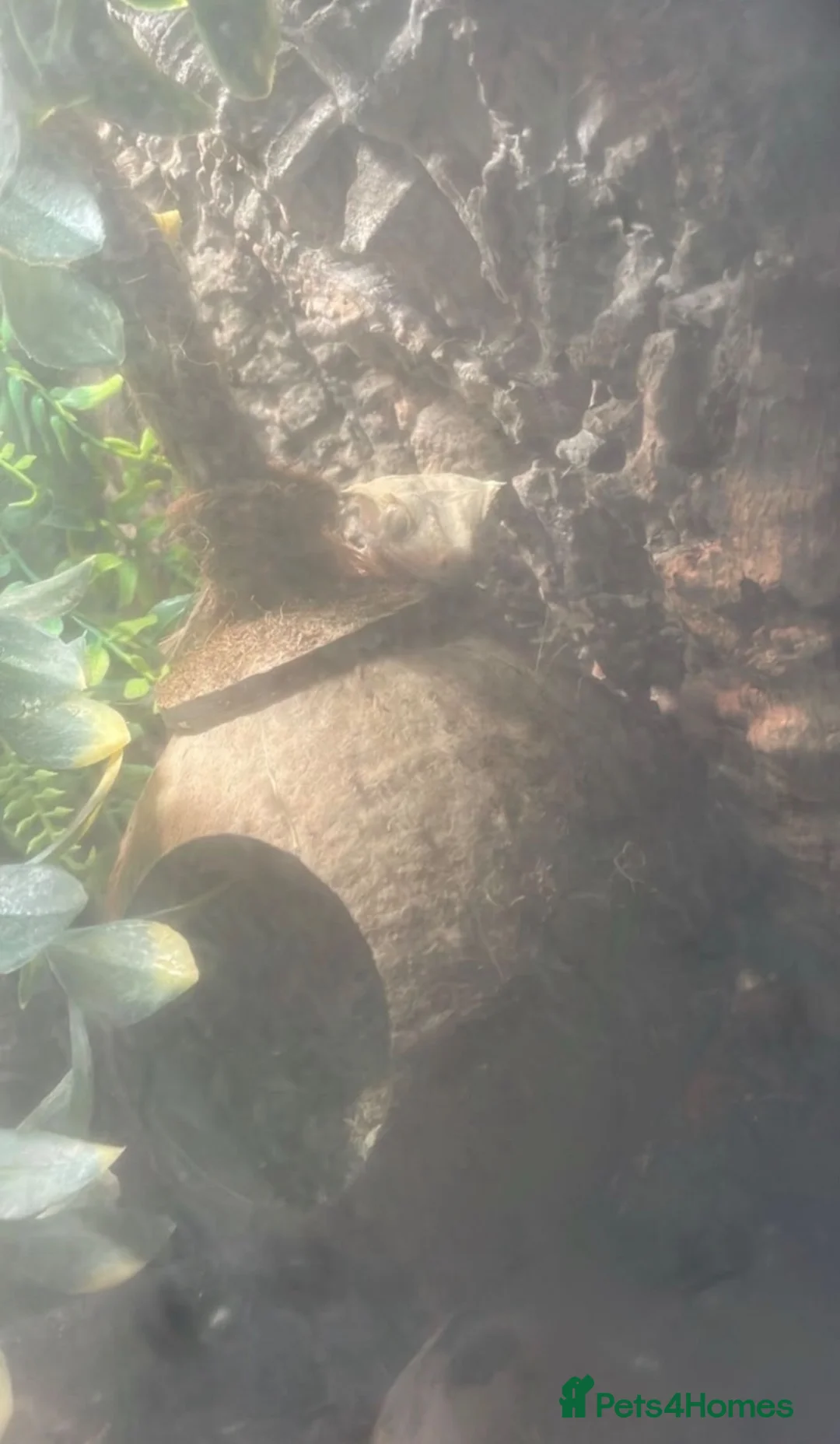 Gecko reptiles for sale: Gorgeous tame crested gecko  in Stoke-on-Trent - Advert 1