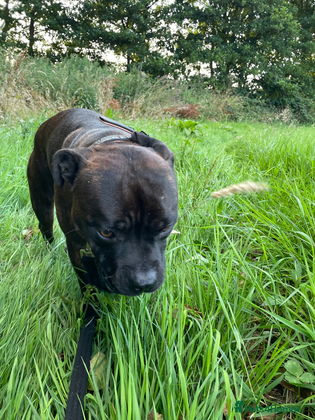 Staffordshire Bull Terrier dogs for sale: Staffordshire bullterrier male needing a home  - Advert 2