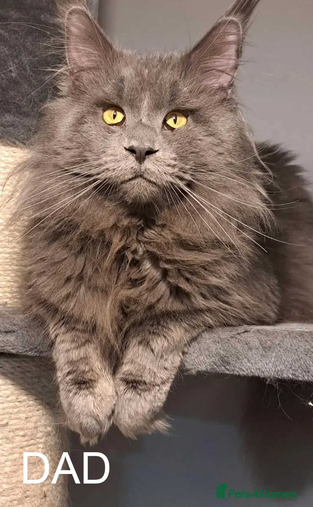 Maine Coon cats for sale: PURE BREED MAINE COON KITTENS READY EARLY MARCH - Advert 33