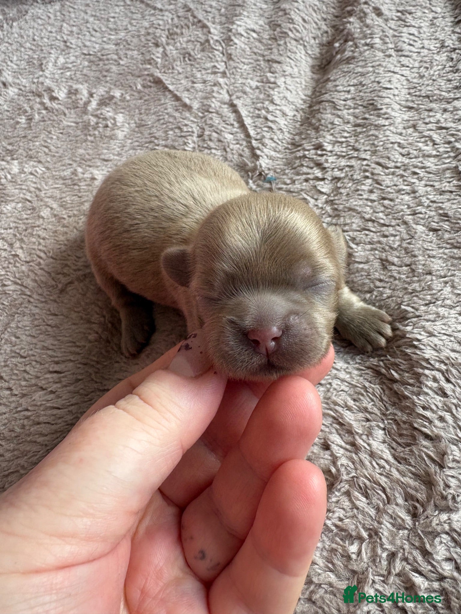 Shih Tzu dogs Kennel Club Reg Health Tested Ready August  - Advert 1