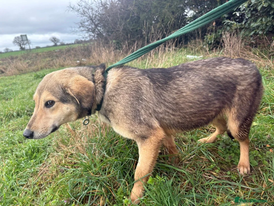 Mixed Breed dogs for adoption: Rollo - Norwich Norfolk  - Advert 2