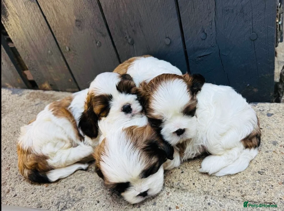 Cava Tzu dogs for sale: 3 Beautiful cavatzus for sale  - Advert 2