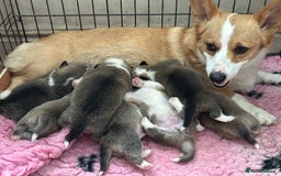 Welsh Corgi Pembroke dogs for sale: Beautiful Pembroke Corgi Pups - Image 12