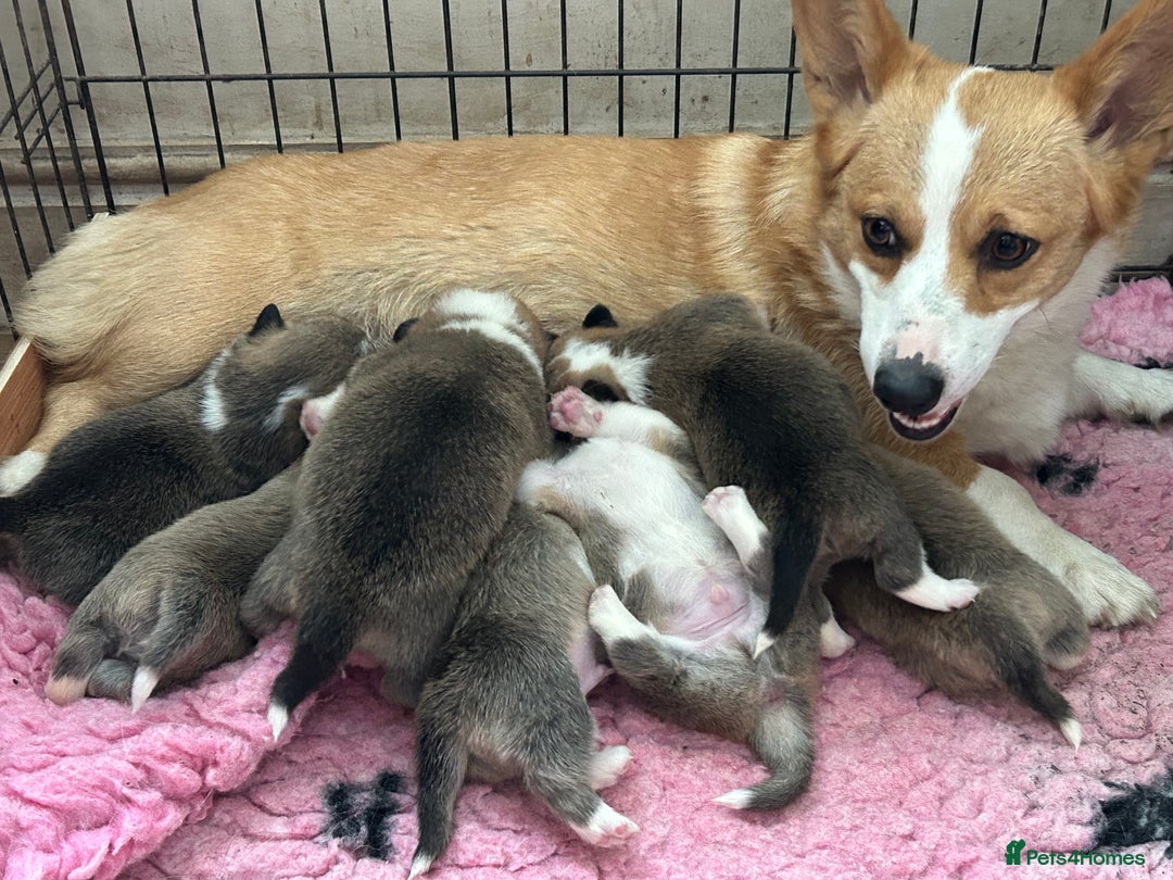Welsh Corgi Pembroke dogs for sale: Beautiful Pembroke Corgi Pups - Image 12