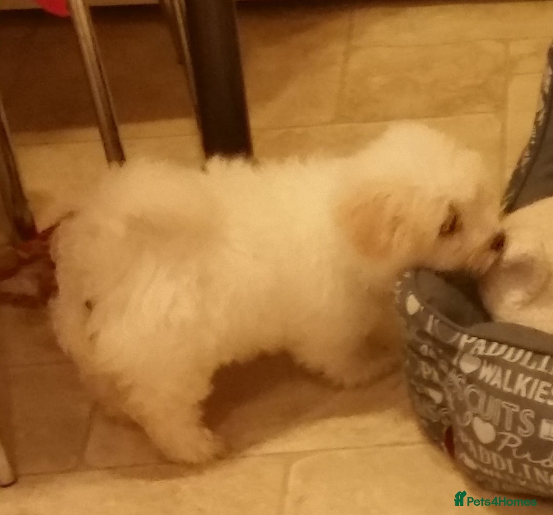 Coton De Tulear dogs for stud: Stud coton de tulear - Advert 2