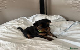 Yorkshire Terrier dogs for sale: Mini Yorkshire Terrier, blue skin tan - Image 10