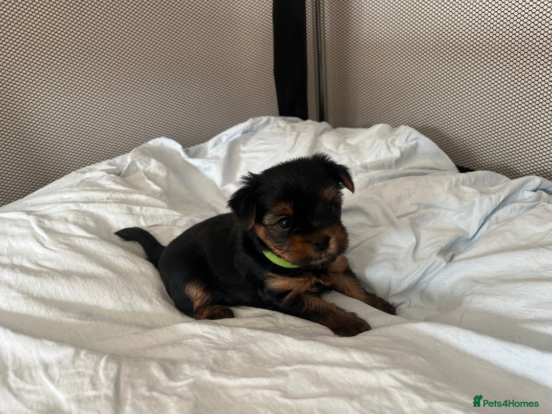 Yorkshire Terrier dogs for sale: Mini Yorkshire Terrier, blue skin tan - Image 10