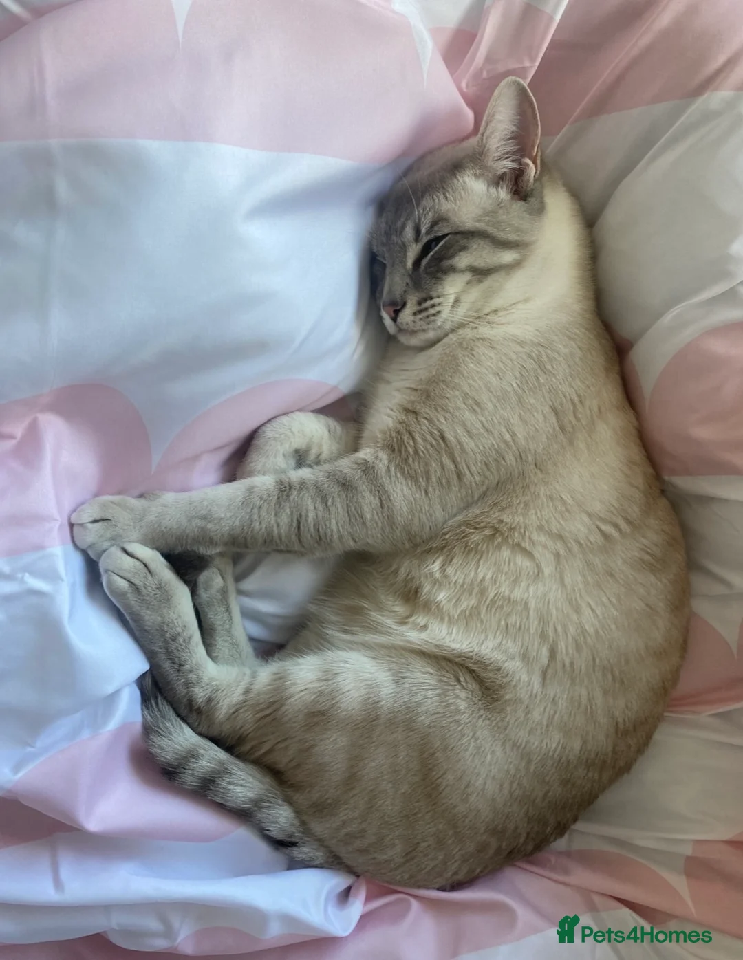 Ragamese cats for sale: Coco — Ragamese  - Advert 4