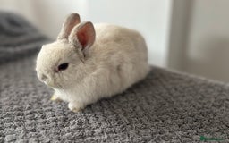 Netherland Dwarf rabbits for sale: Gorgeous Netherlands dwarf baby bunnies - Image 3