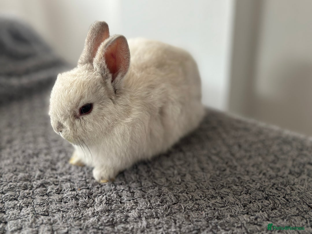Netherland Dwarf rabbits for sale: Gorgeous Netherlands dwarf baby bunnies - Image 3