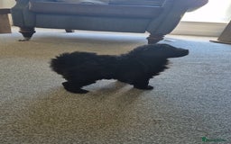 Pomapoo dogs for sale: Toy poodle x pomapoo  - Image 6