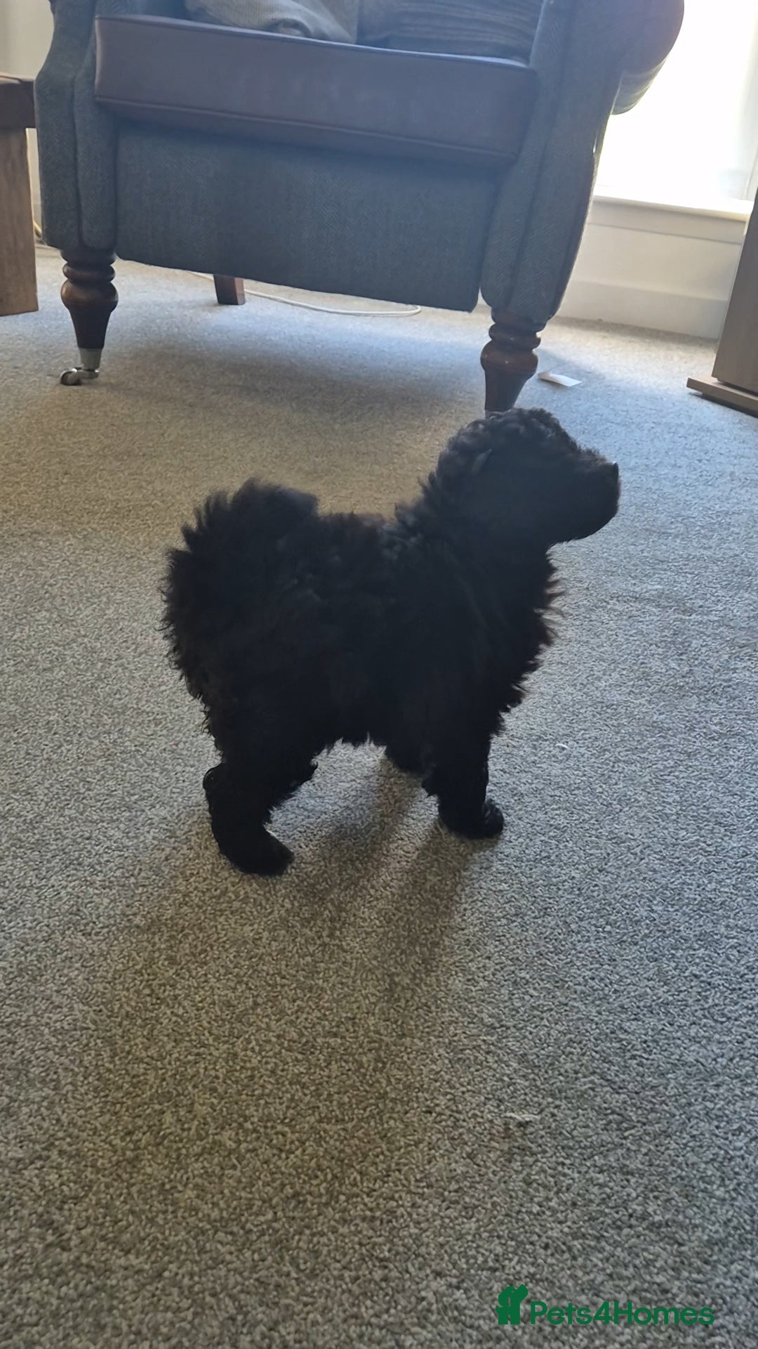 Pomapoo dogs for sale: Toy poodle x pomapoo  - Image 6