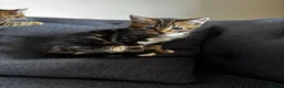 Mixed Breed cats for sale: Lovely mixed kittens  in Harrogate - Advert 5