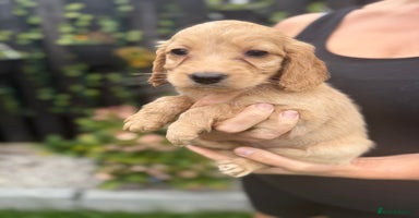 Cockapoo dogs - Advert 1