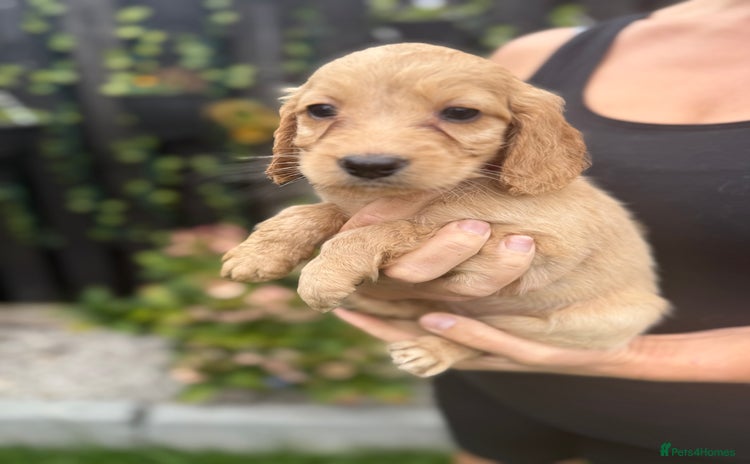Cockapoo dogs - Advert 13