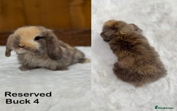 Mini Lop rabbits for sale: New ad in 4 weeks - Purebred Harlequin Mini Lops  - Image 5