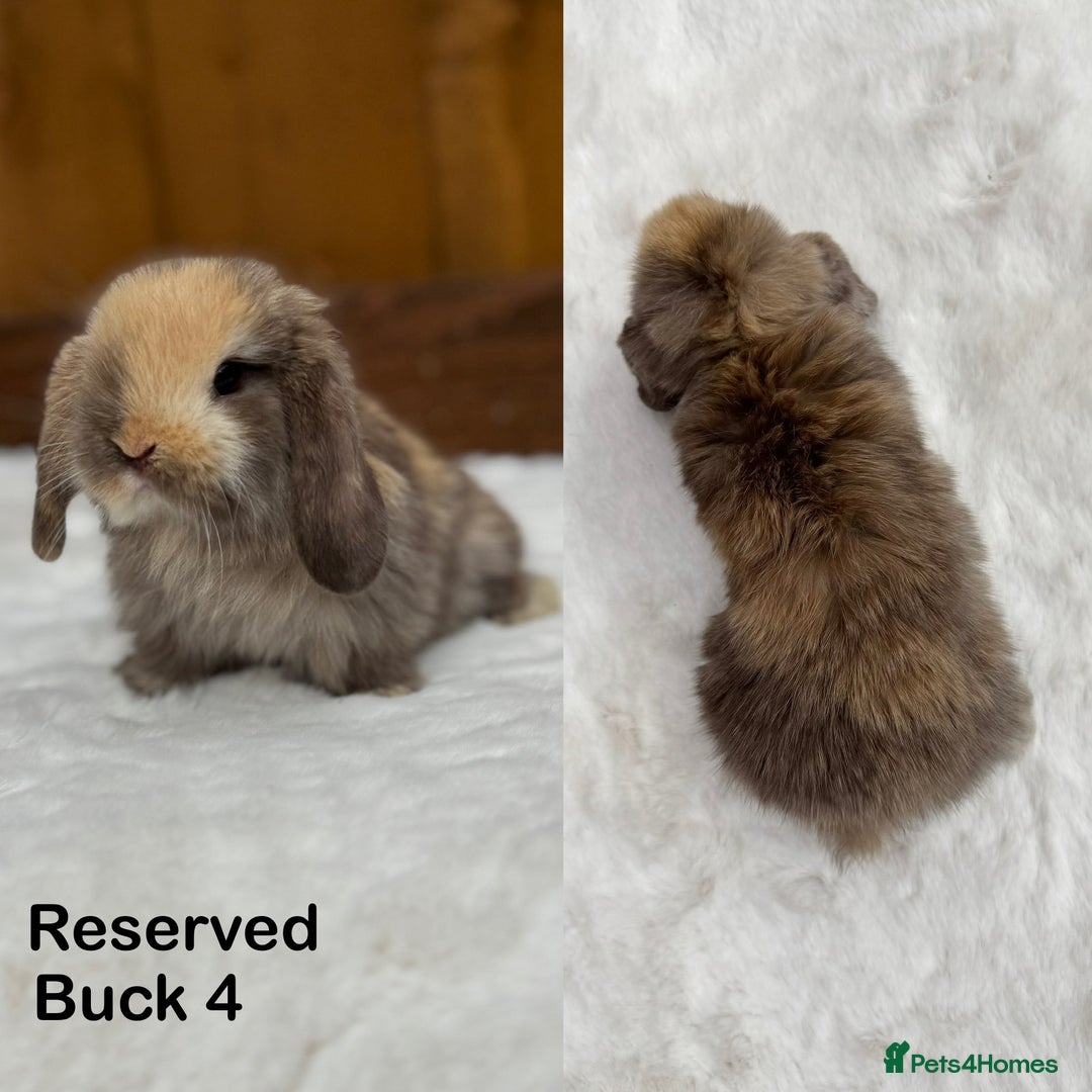 Mini Lop rabbits for sale: New ad in 4 weeks - Purebred Harlequin Mini Lops  - Image 5