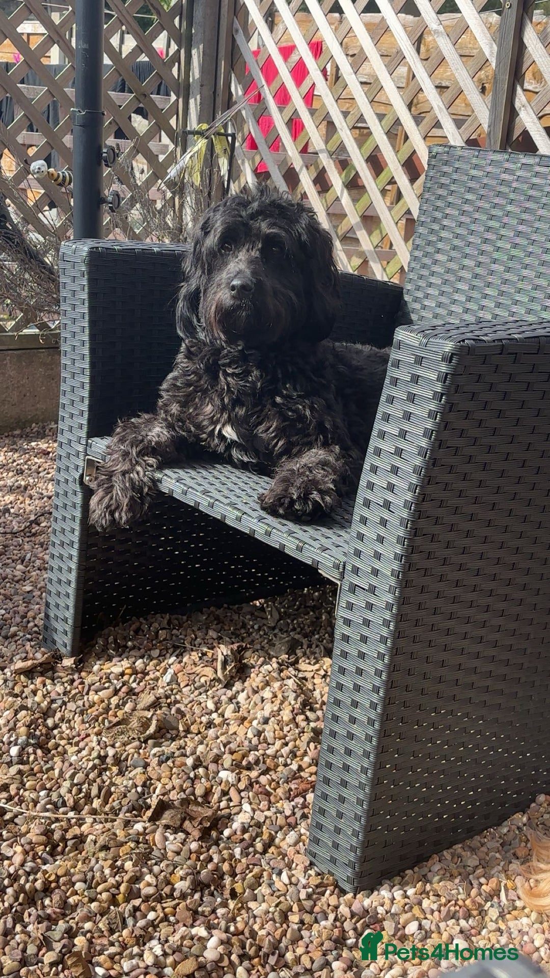 Cavapoo dogs for sale: Mabel  - Advert 4