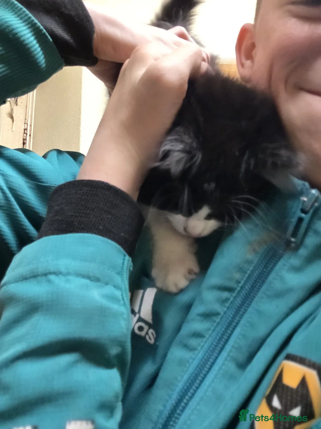 Mixed Breed cats for sale: Kittens for sale in Wednesbury - Advert 1