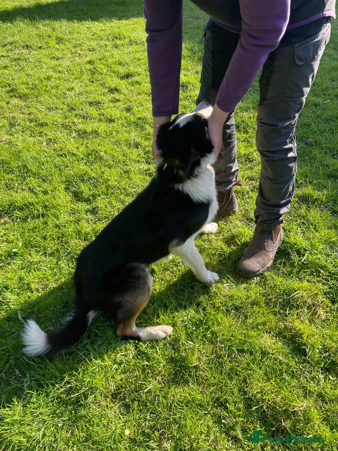 Border Collie dogs for sale: 1 year old Border Collies - Advert 7