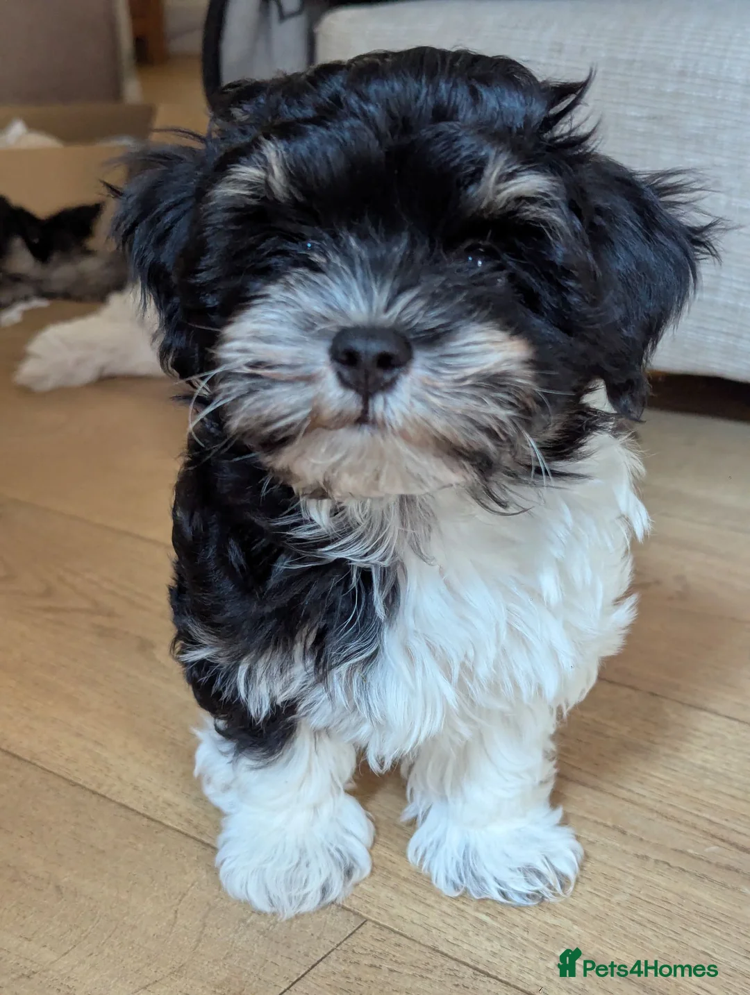 Havanese dogs for sale: Adorable Havanese Puppy Boy Available - Advert 2