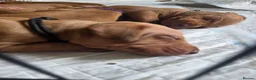 Hungarian Vizsla dogs for sale: Hungarian Vizsla Puppies  - Advert 3