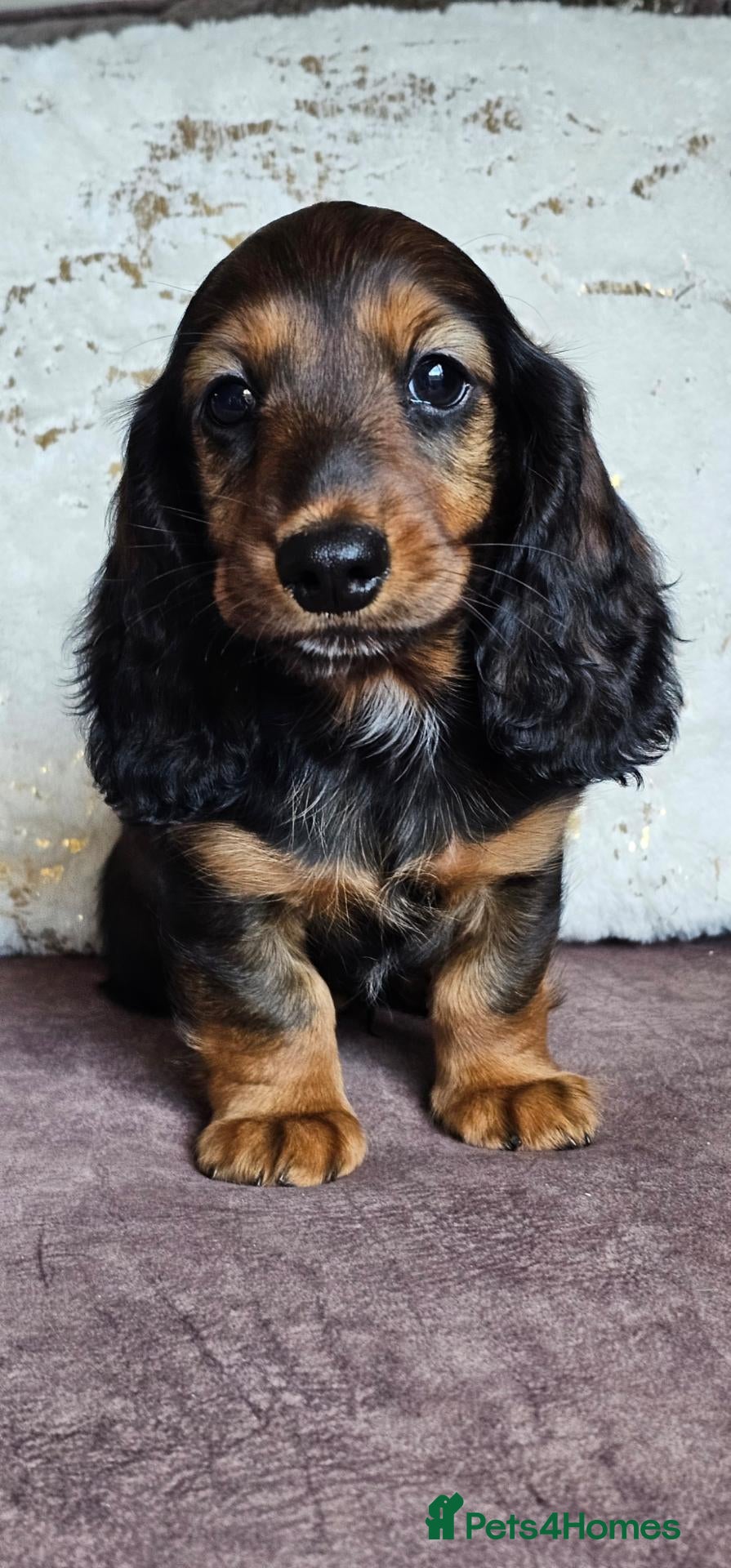 Miniature Dachshund dogs  MAGNIFICENT RED SHADED, Exceptional Pigmentation  - Advert 2