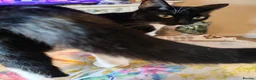 Mixed Breed cats for sale: Beautiful litter of kittens - Advert 1