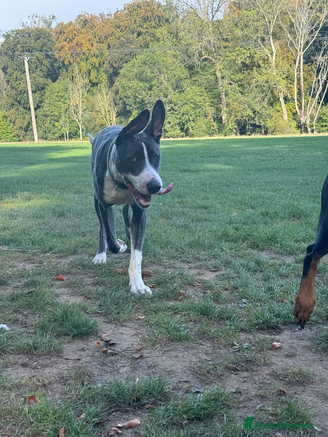Mixed Breed dogs for sale: German Shepherd x Staff Boy 7 months - Advert 2